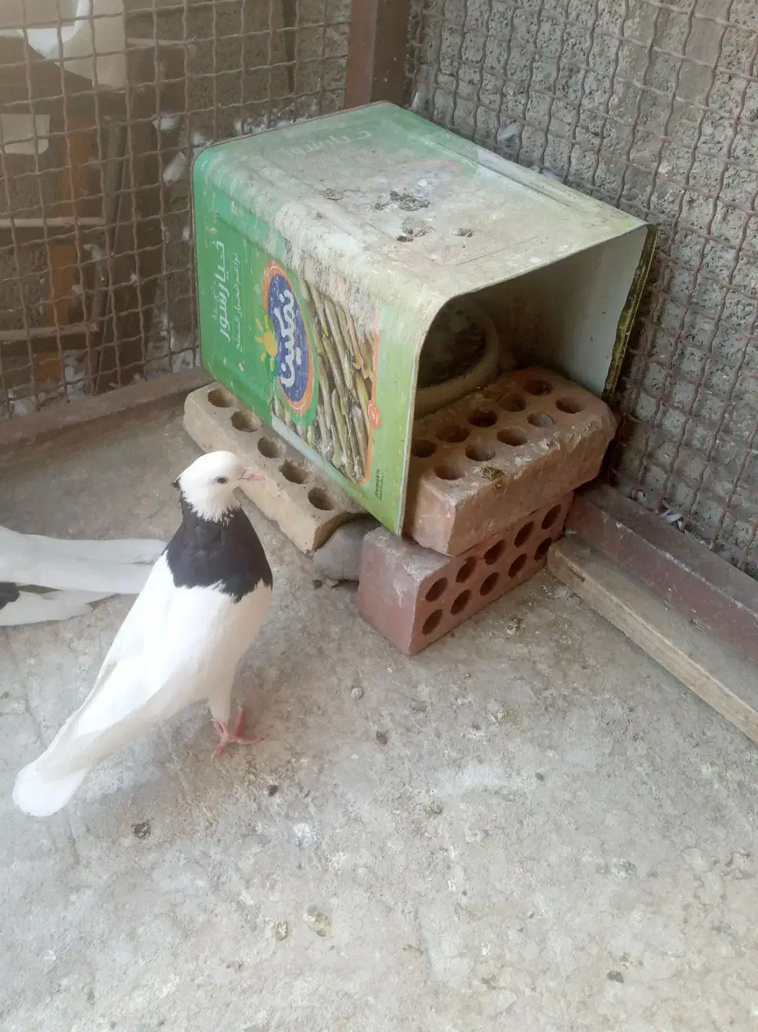 کبوتر طوقی فروش|پرنده|جیرفت, |دیوار