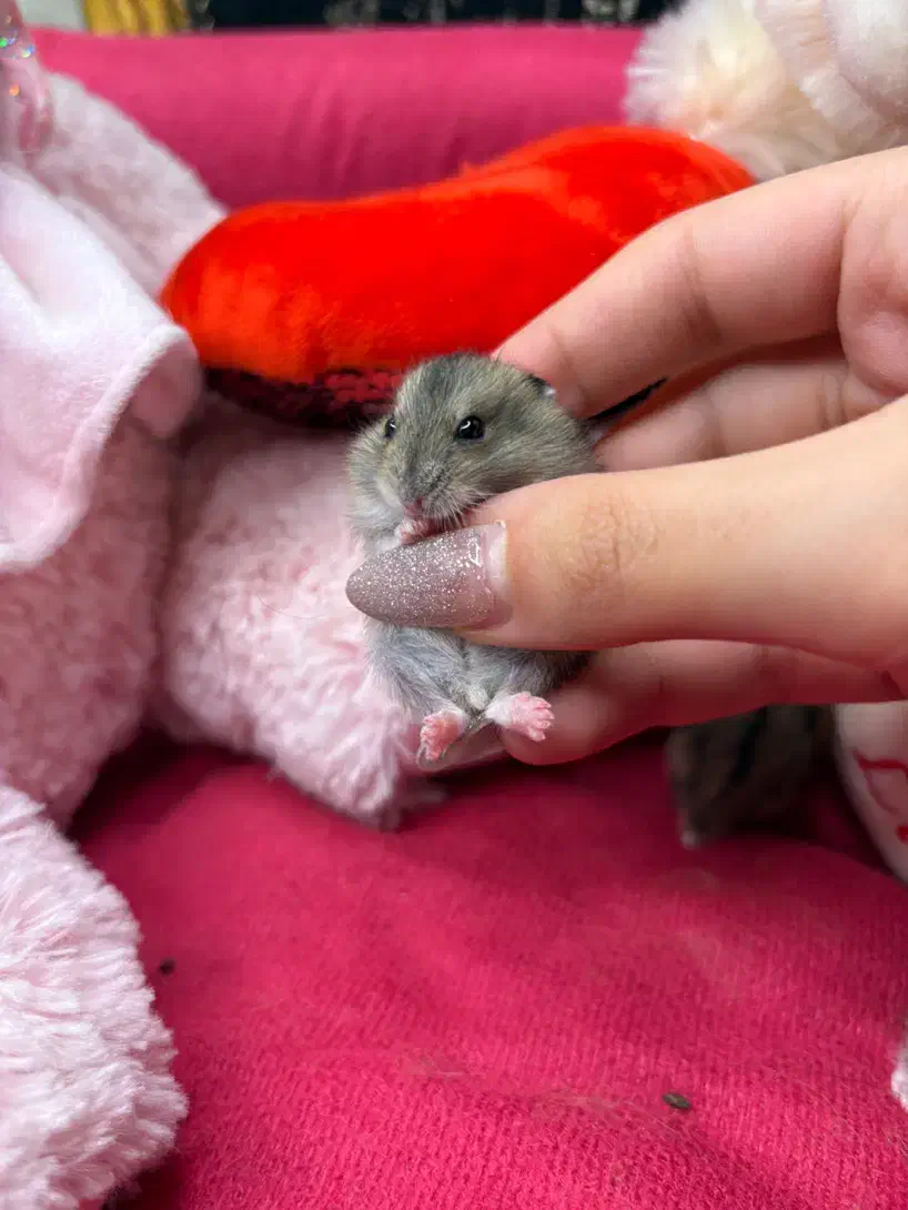 همستر کمپل یا روبروویسکی|موش و خرگوش|تهران, چهارصد دستگاه|دیوار