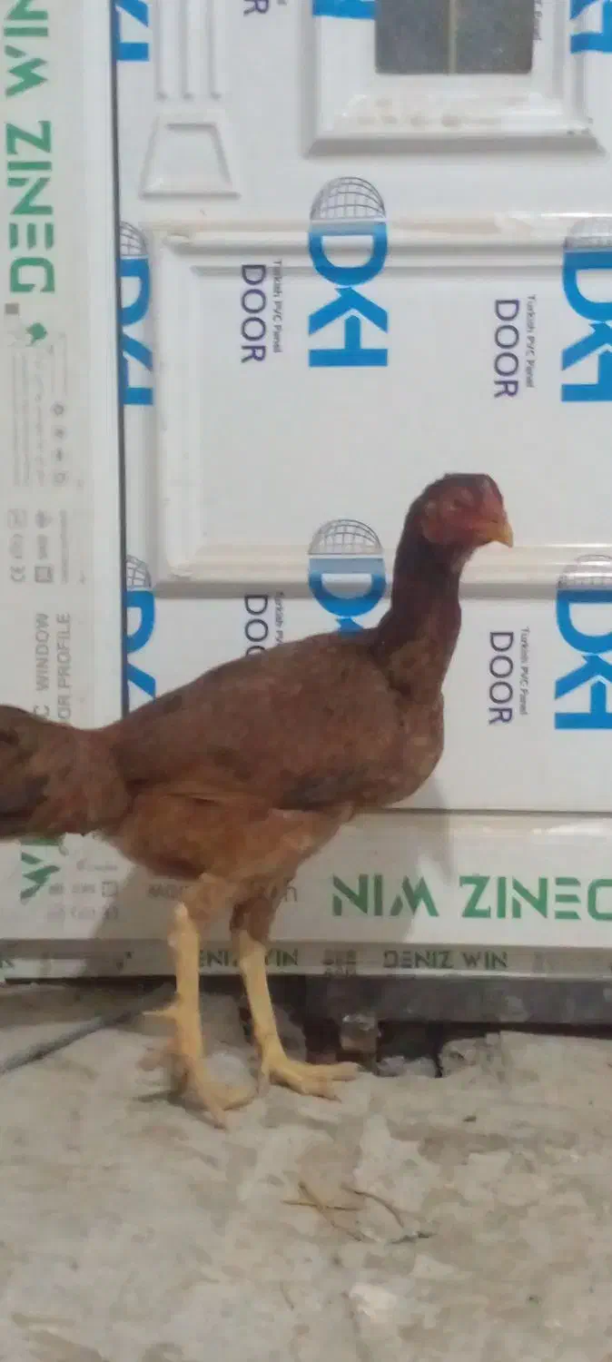 مرغ لاری|حیوانات مزرعه|جوانرود, |دیوار