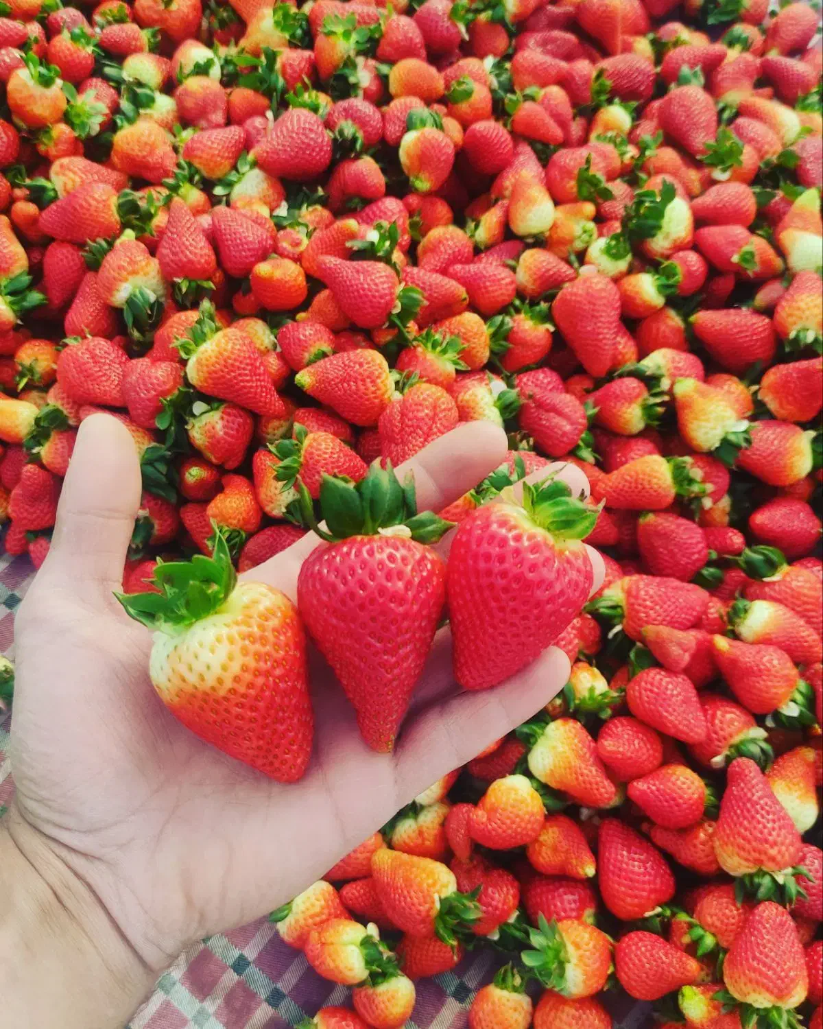 هورمون گلدهی شدید توت فرنگی|خدمات باغبانی و درختکاری|جیرفت, |دیوار