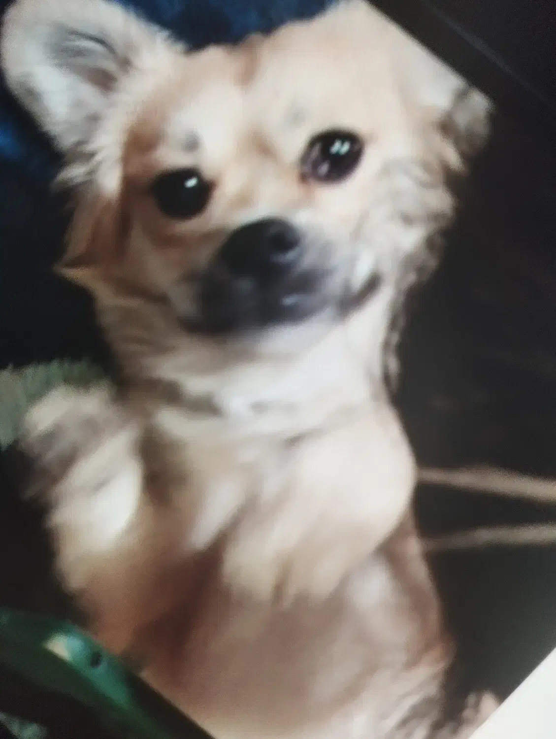 سگ گمشده|حیوانات|جهرم, |دیوار