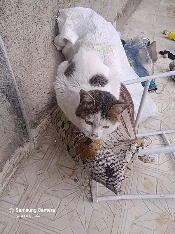 گمشده|گربه|قروه, |دیوار