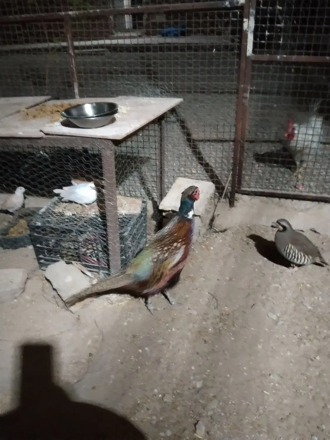 بلدرچین خانگی نر|حیوانات مزرعه|خاش, |دیوار