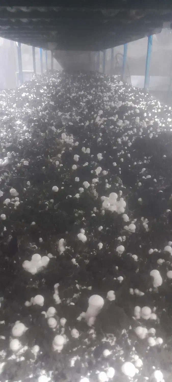 ۵تن کمپوست فروشی تنی ۸۰۰|خدمات باغبانی و درختکاری|دورود, |دیوار