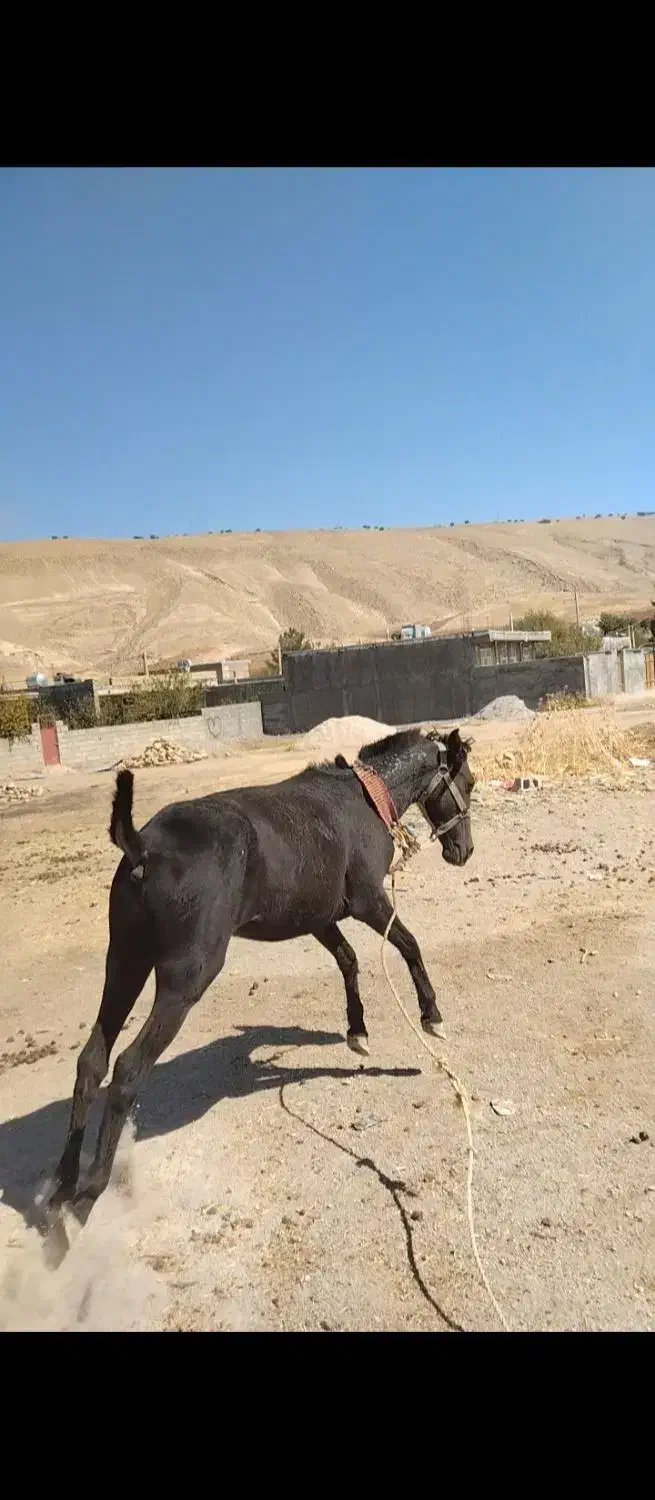 مادیان مشکی خوش نقش|اسب و تجهیزات اسب‌سواری|کرمانشاه, |دیوار