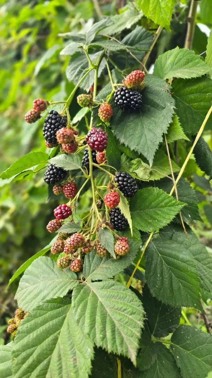 تمشک بدون خار|گل و گیاه طبیعی|رستم‌آباد, |دیوار