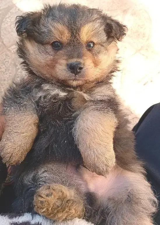 توله سگ پامر|سگ|رباطکریم, رباطکریم|دیوار