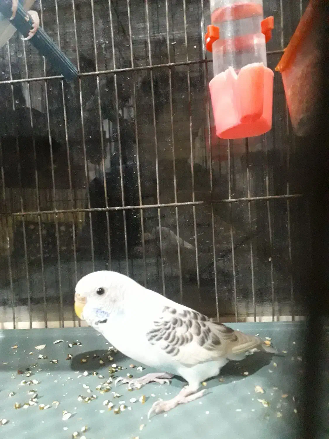 مرغ عشق|پرنده|مریوان, |دیوار