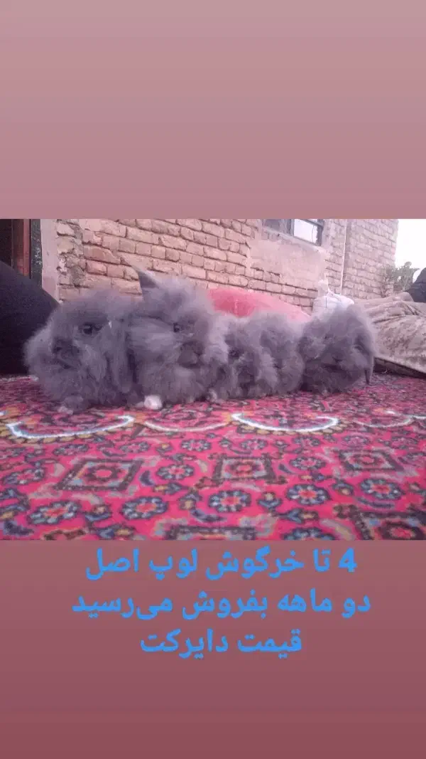 خرگوش لوپ|موش و خرگوش|ارومیه, |دیوار