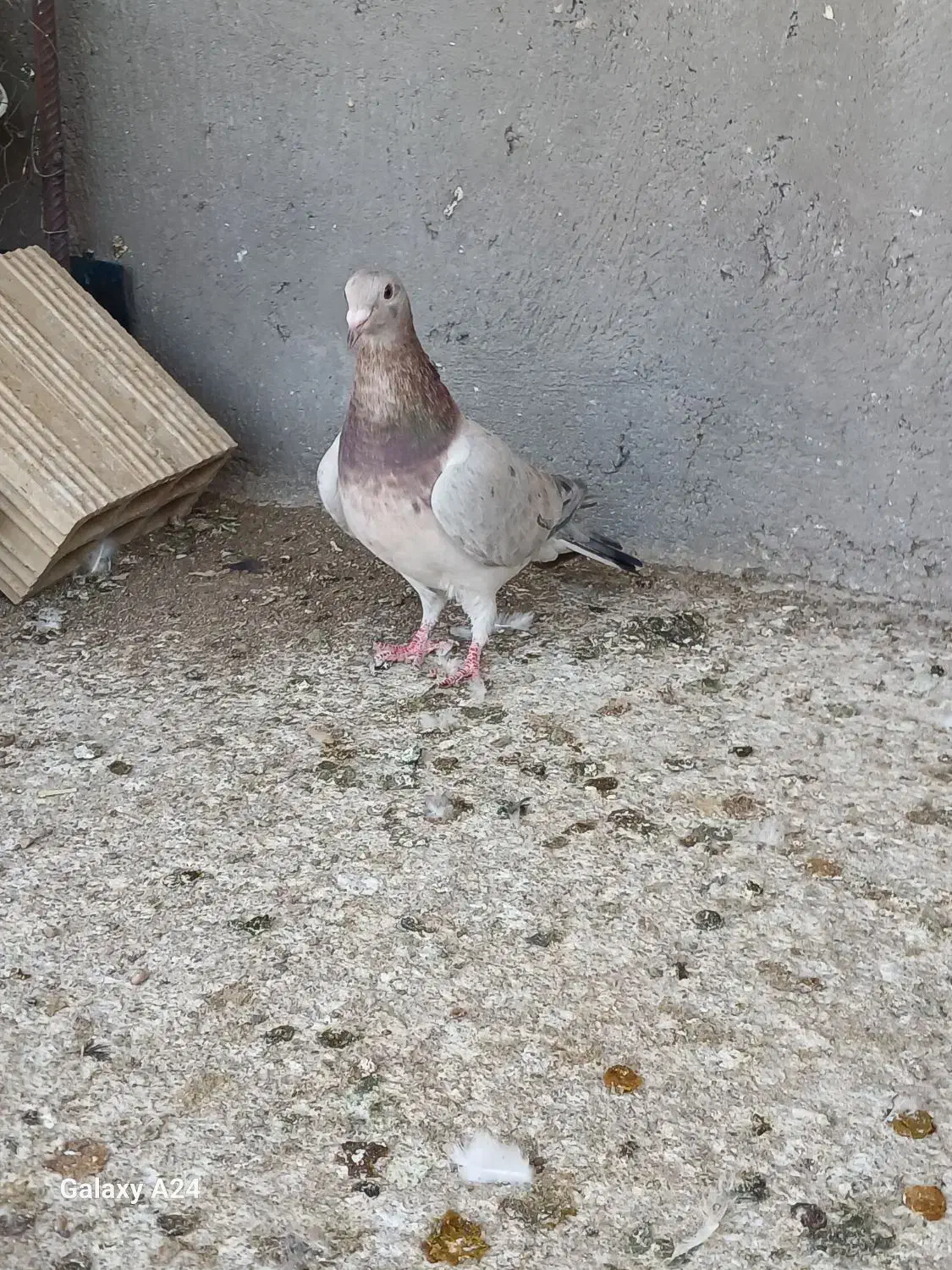 کبوتر|پرنده|شال, |دیوار