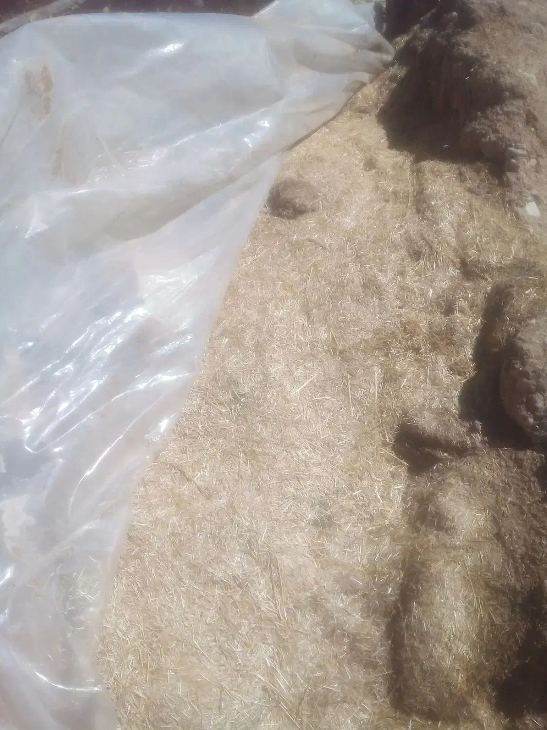 کاه گندم برای کاه گل|لوازم جانبی حیوانات|شیراز, حسن آباد|دیوار