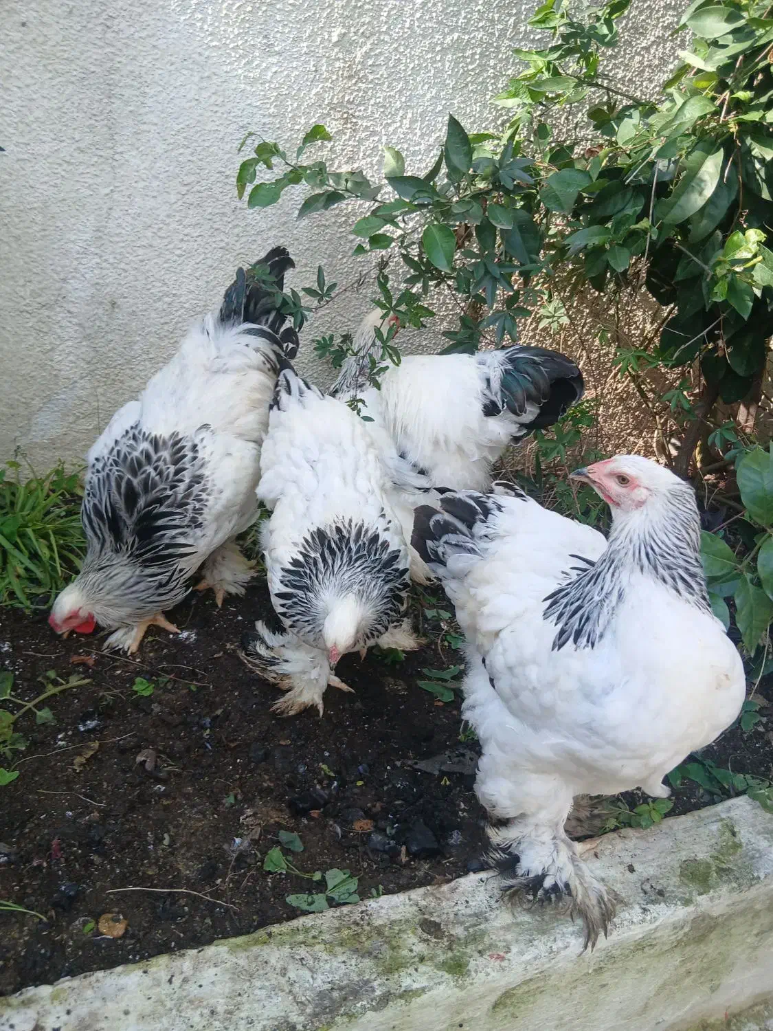 فروش چند جفت برهما لایت در بندرانزلی|حیوانات مزرعه|رشت, سعدی (تختی)|دیوار