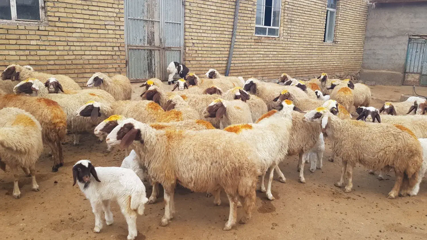 ۴۰ راس میش سنجابی|حیوانات مزرعه|ماهیدشت, |دیوار