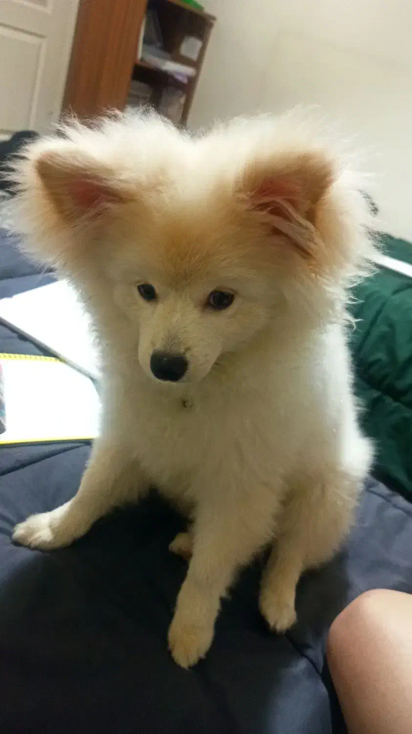 سگ پامر 6 ماهه|سگ|تهران, نیکنام|دیوار