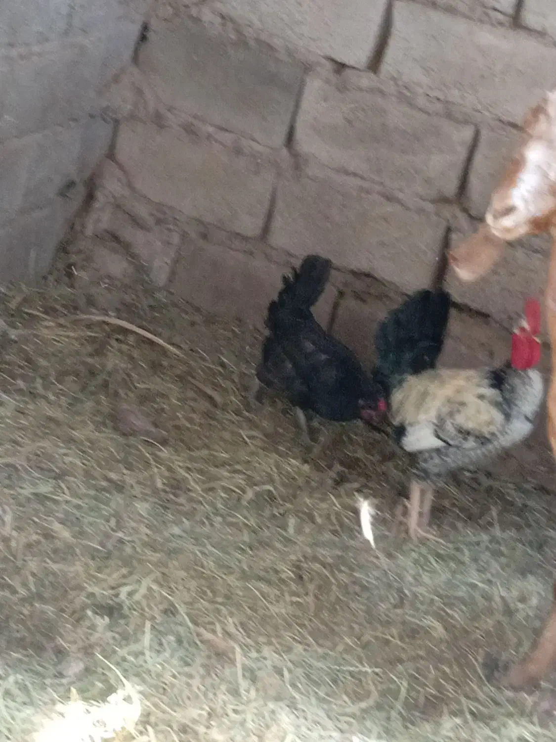 مرغ خروس معاوضه بوقلمون|پرنده|بم, |دیوار