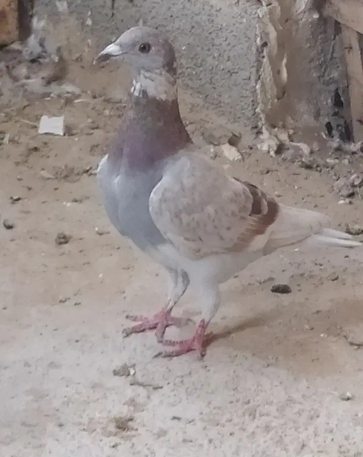 کبوتر پوس پیازی معامله معامله|پرنده|برازجان, |دیوار