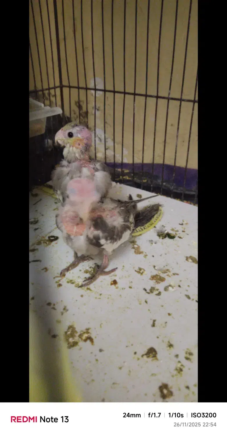 جوجه عروس هلندی|پرنده|سرخنکلاته, |دیوار