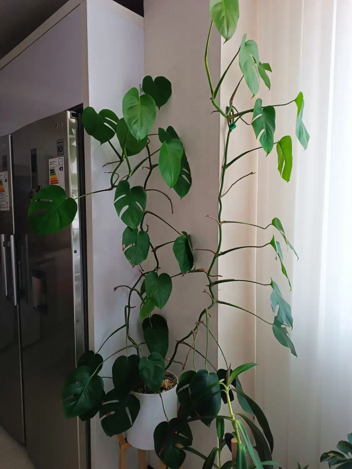 گل‌های زیبا و شاداب|گل و گیاه طبیعی|بجنورد, |دیوار