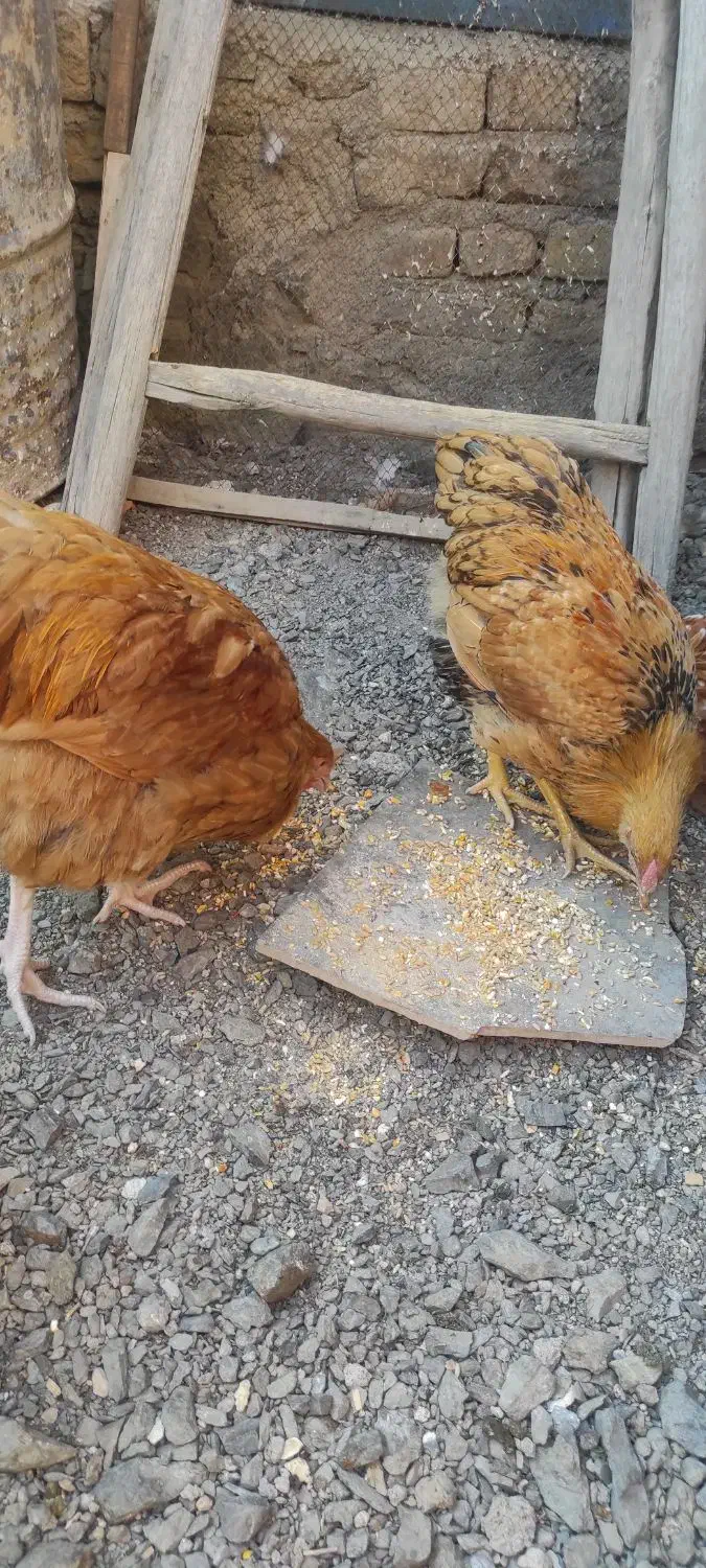 خروس ویاندوت بوف|حیوانات مزرعه|مشهد, ویلاشهر|دیوار