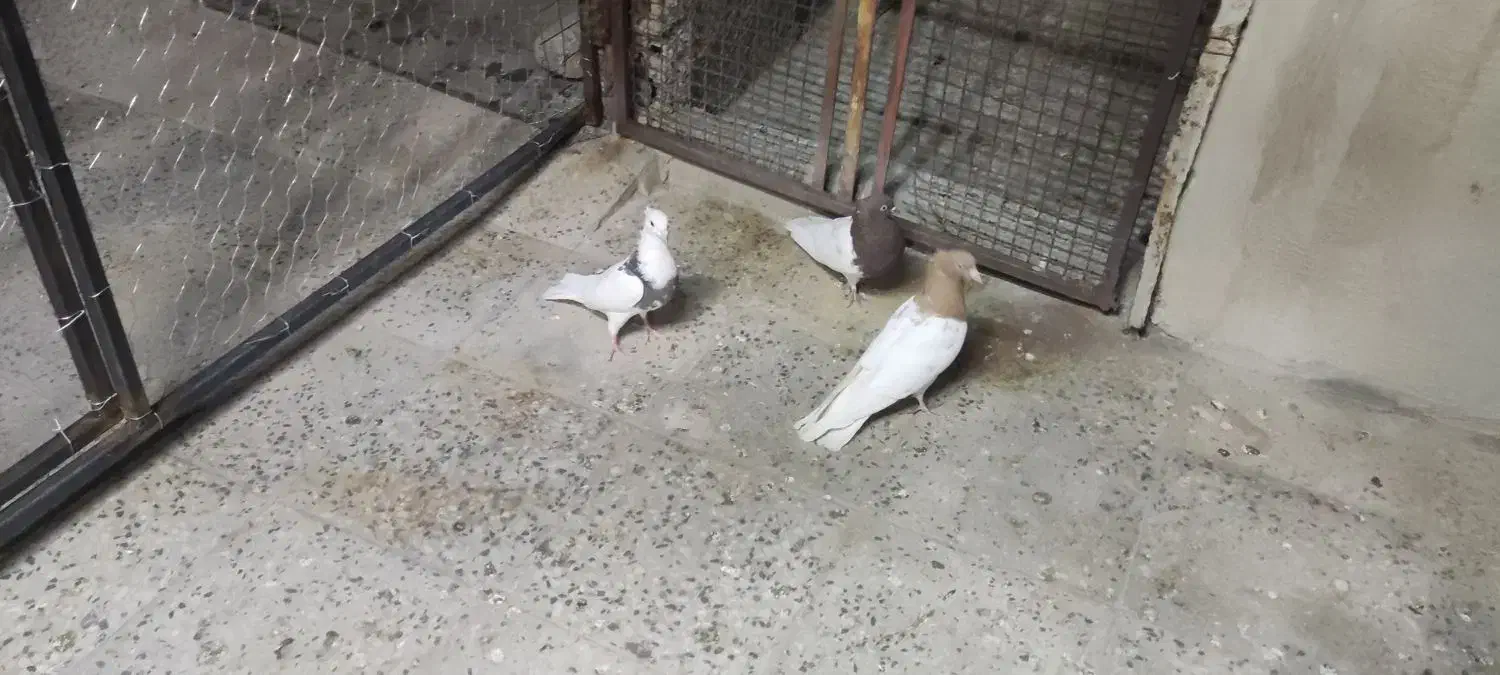 کبوتر|حیوانات|بروجرد, |دیوار