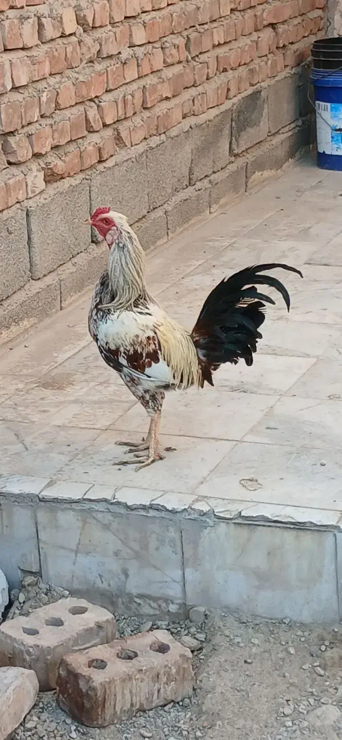 خروس|حیوانات مزرعه|ایرانشهر, |دیوار