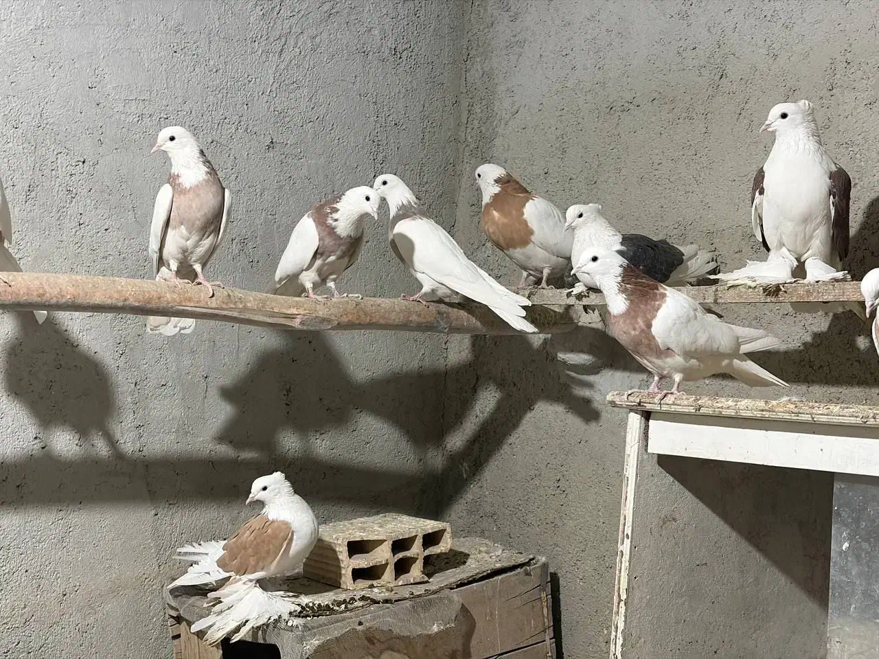 طوقی و پاپر|پرنده|بهار, |دیوار