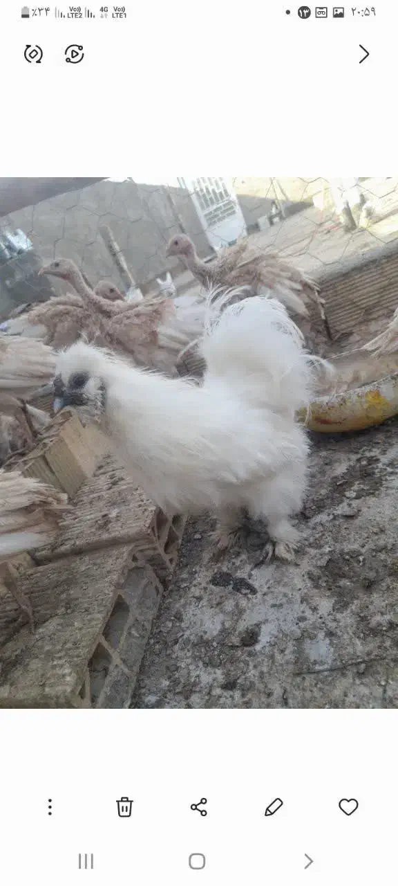 مرغ خروس|حیوانات مزرعه|چناران, |دیوار