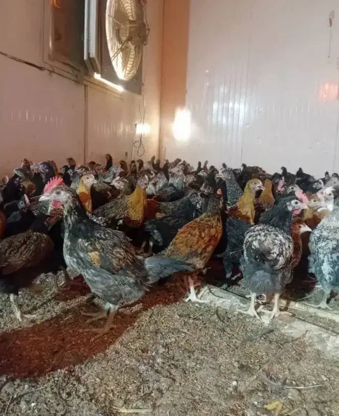 فروش مرغ و خروس محلی|حیوانات مزرعه|شیراز, قلعه نو|دیوار