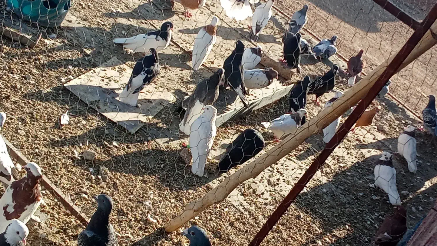 تعداد رنگی به فروش میرسد|پرنده|حسن آباد, |دیوار