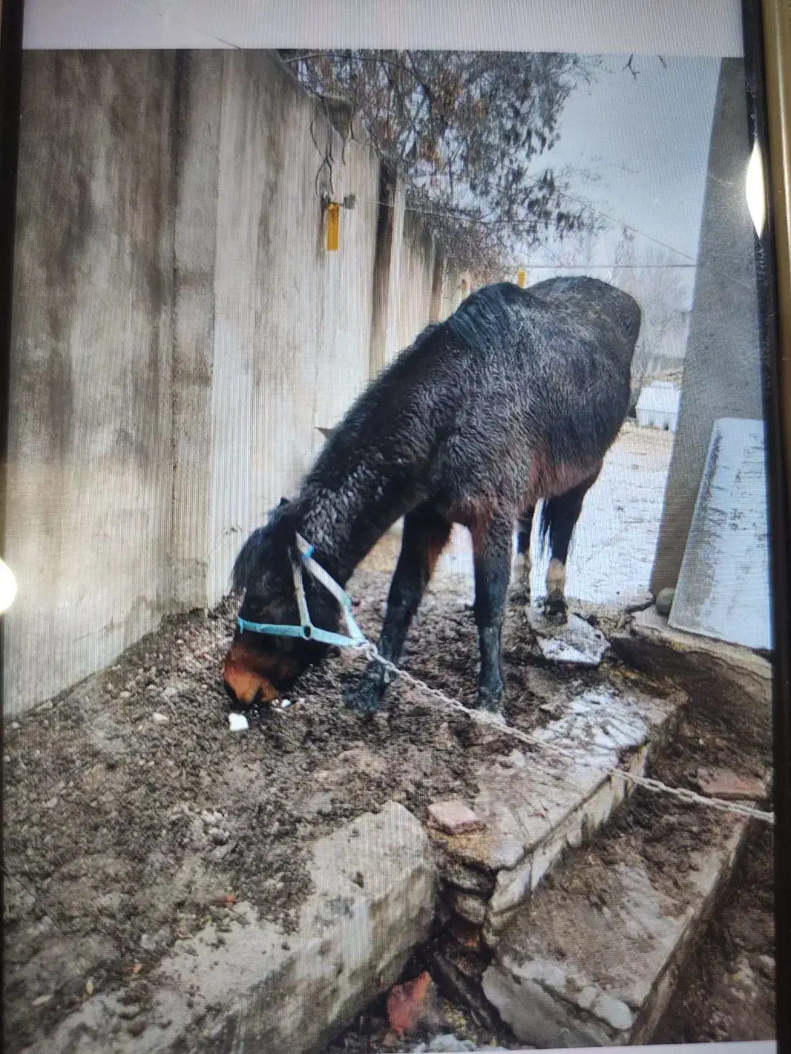 مادیان ۳ ساله|اسب و تجهیزات اسب‌سواری|هشتگرد, ینگی امام|دیوار