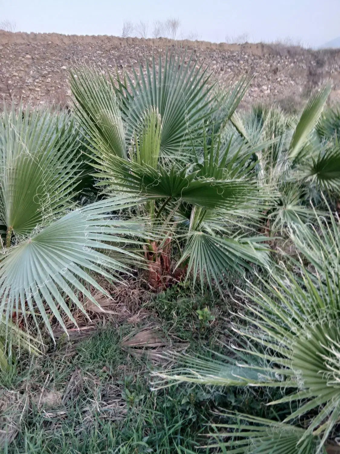 نهال کاج خمریی کاج سوزنی تهران .پالم|خدمات باغبانی و درختکاری|گرگان, |دیوار