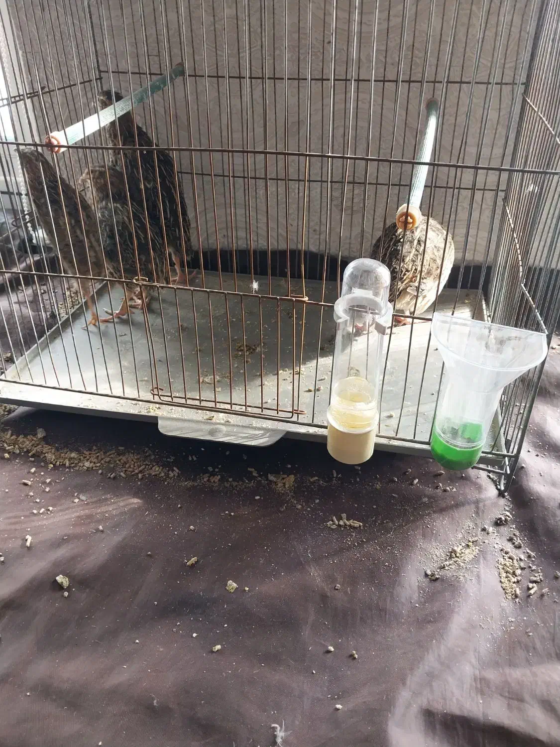 بلدرچین|پرنده|اردبیل, |دیوار