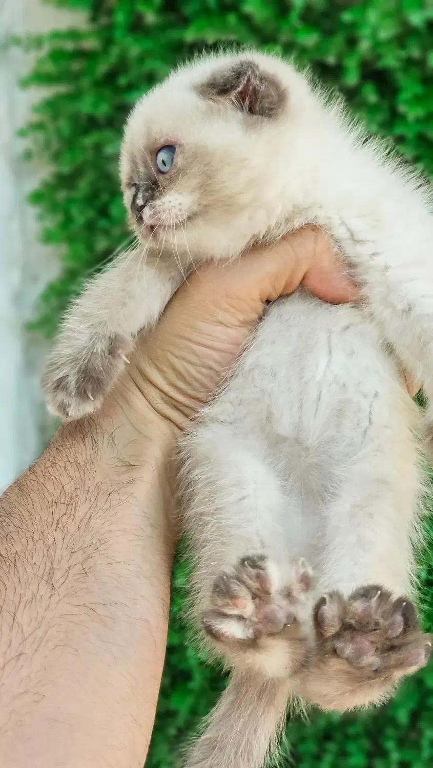 توله گربه اسکاتلندی|گربه|تبریز, |دیوار