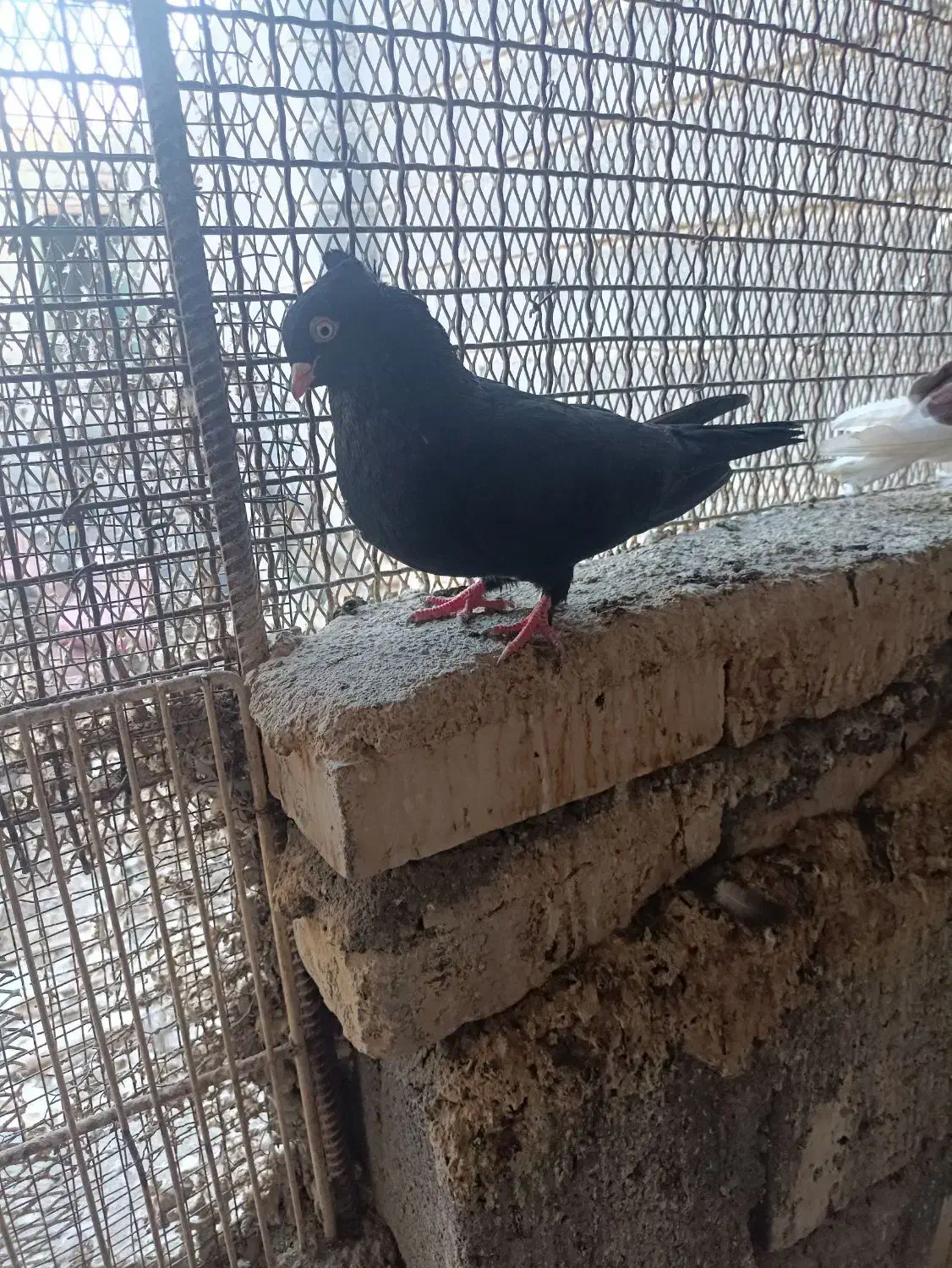 زاغ چشم نوک نر مست|پرنده|رودان, |دیوار