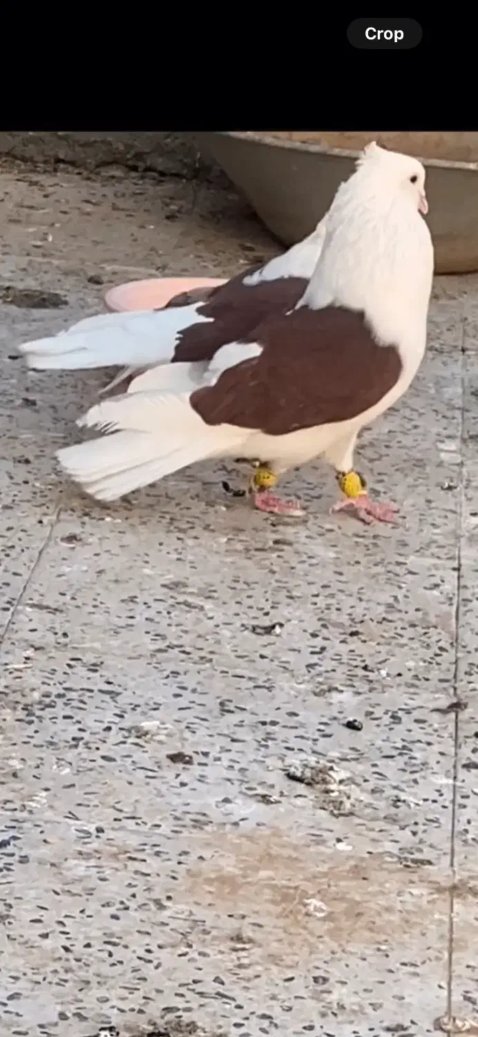 کبوتر پشت دار|پرنده|تاکستان, |دیوار