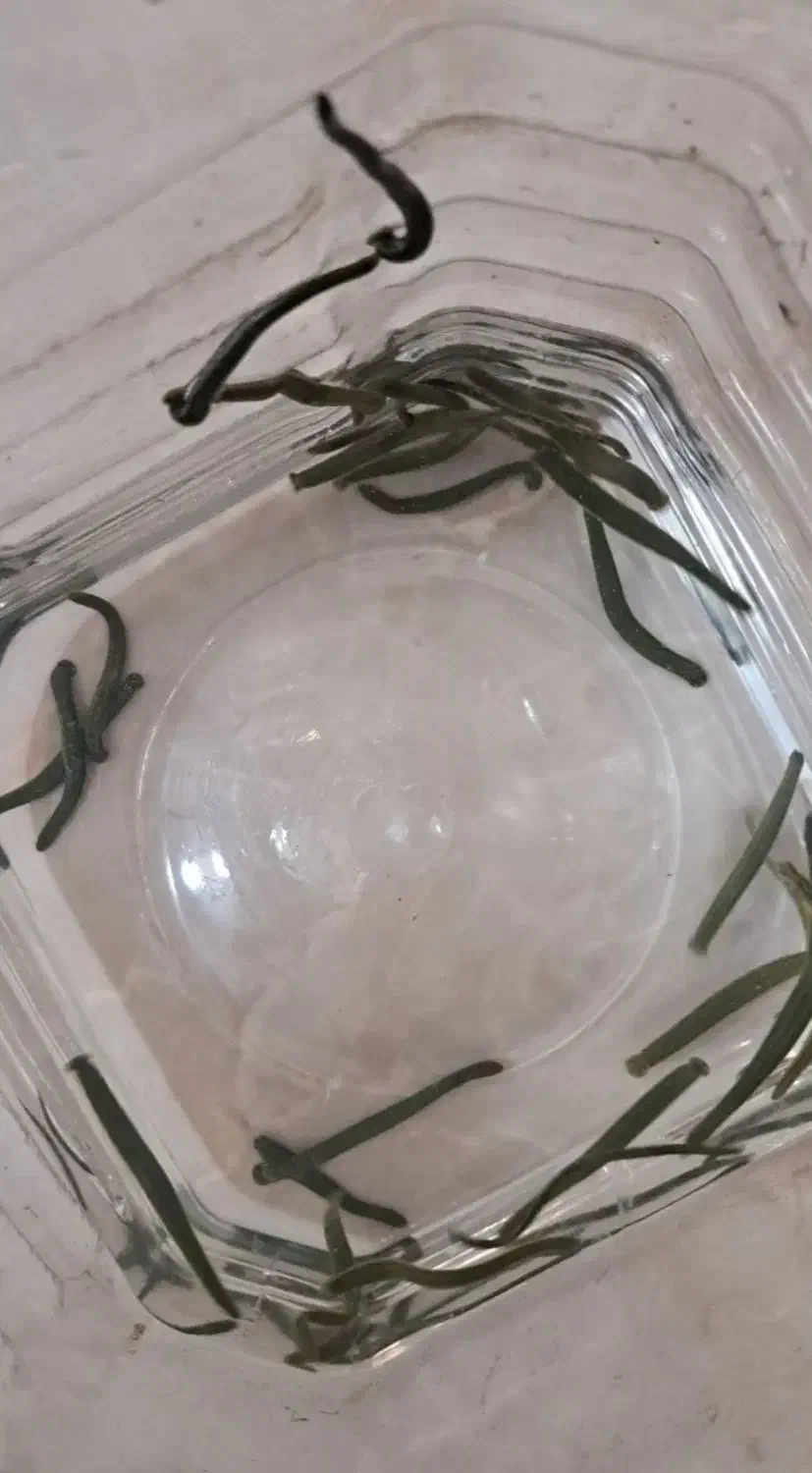 زالو|خزنده|ارومیه, |دیوار