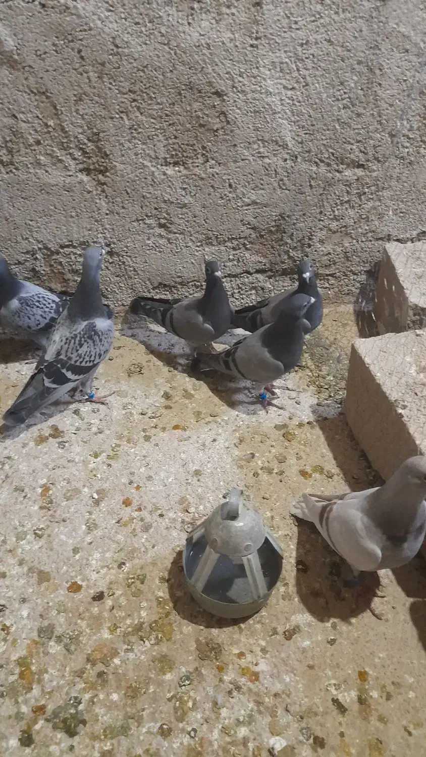 کبوتر ،جوجه مسافت بلند ۲۰۲۶|پرنده|شیروان (خراسان), |دیوار