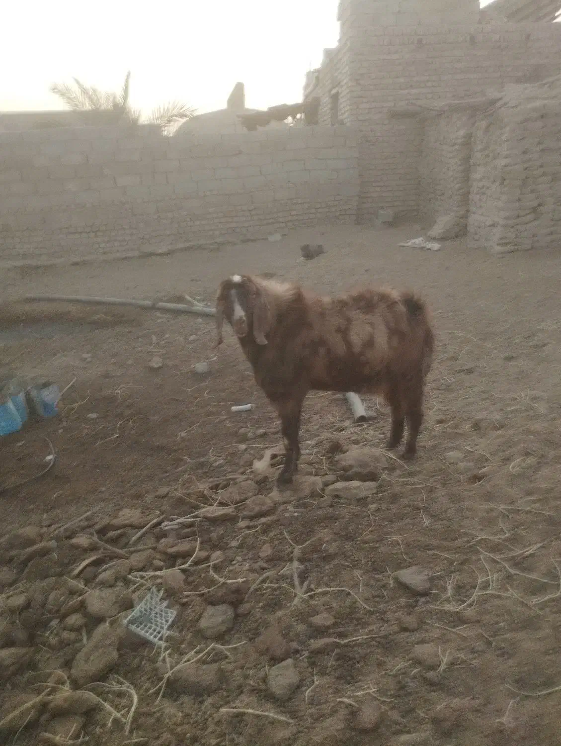 یک عدد تکشاد پاکستانی بفروش میرسد|حیوانات مزرعه|جزنیک, |دیوار