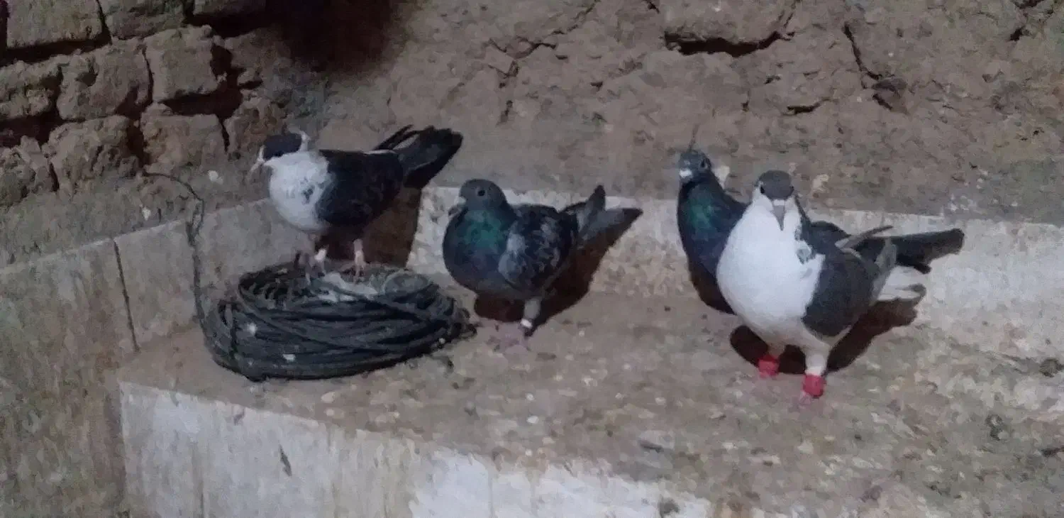 کبوتر کبوتران خوب و سالمی هستند|پرنده|سلامی, |دیوار