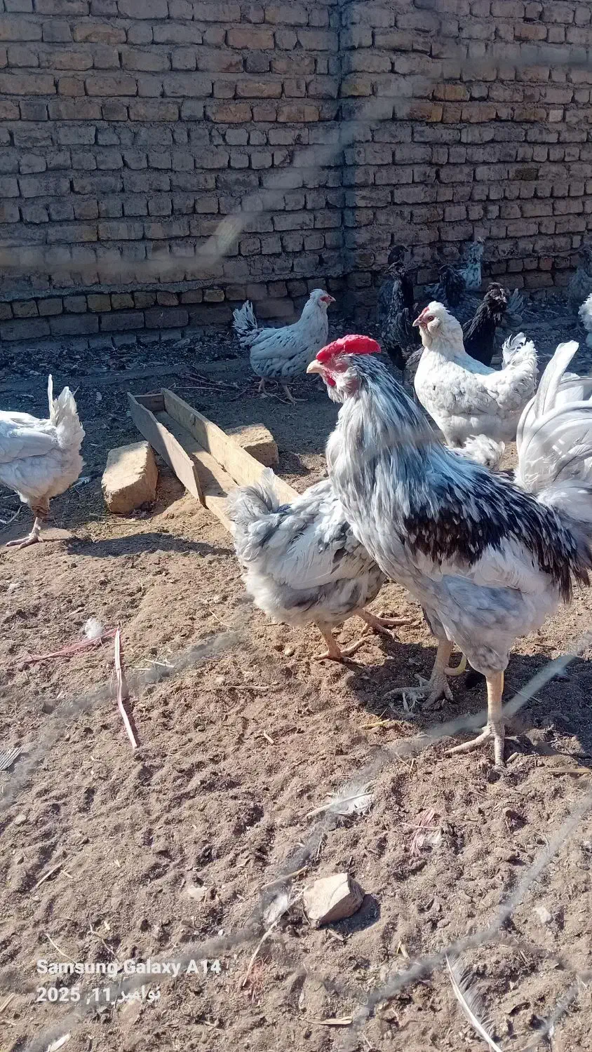 تخم مرغ گلین|حیوانات مزرعه|قزوین, |دیوار