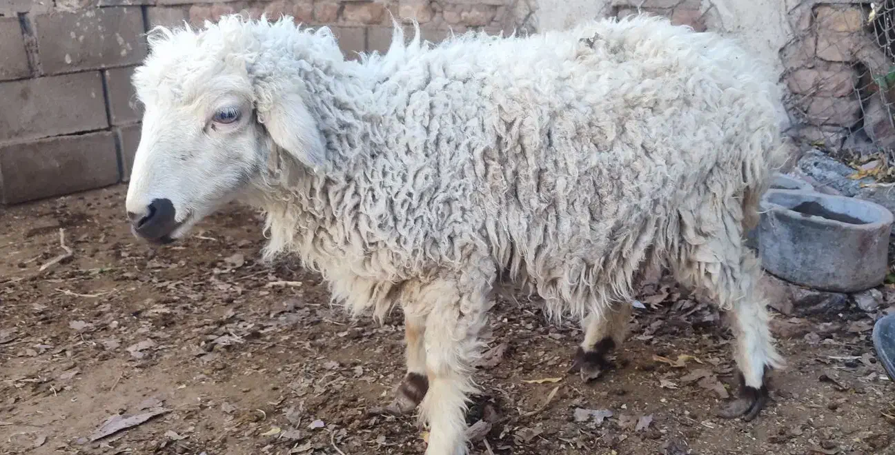 فروش دو تا میش با دو بره|حیوانات مزرعه|جلگه ماژان, |دیوار