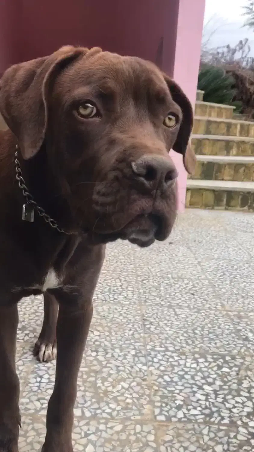 سگ کن کورسو ۸ ماهه نر|سگ|چالوس, |دیوار