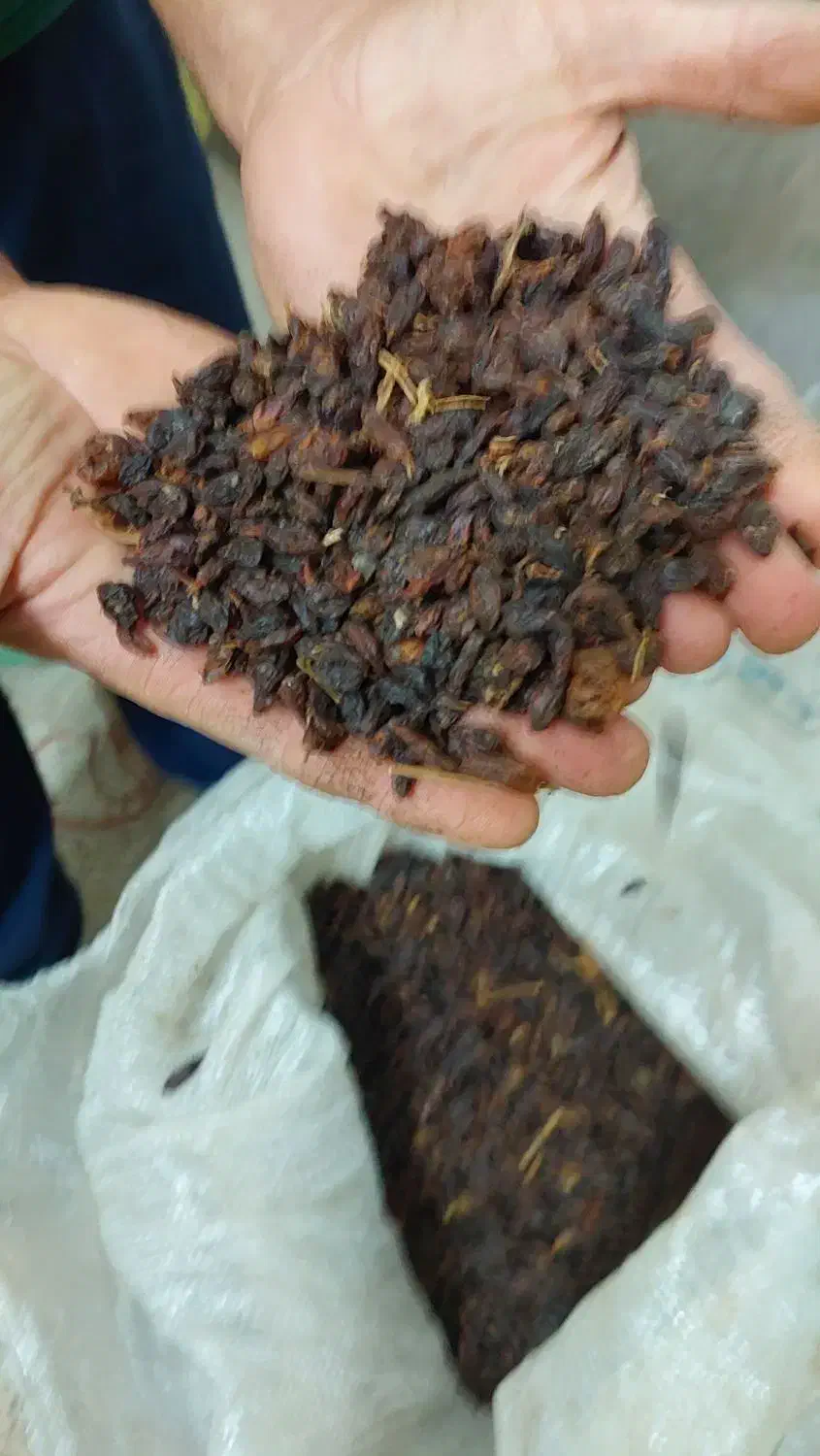 کشمش|خوردنی و آشامیدنی|نیشابور, عدالت|دیوار