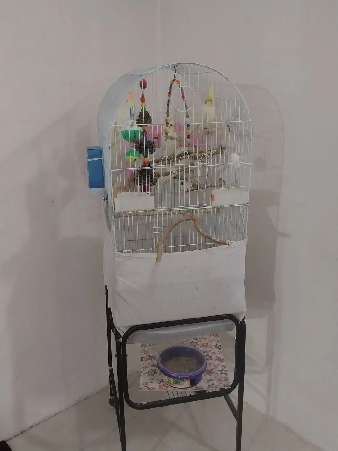 پرنده عروس هلندی|پرنده|فردیس, نسترن غربی|دیوار