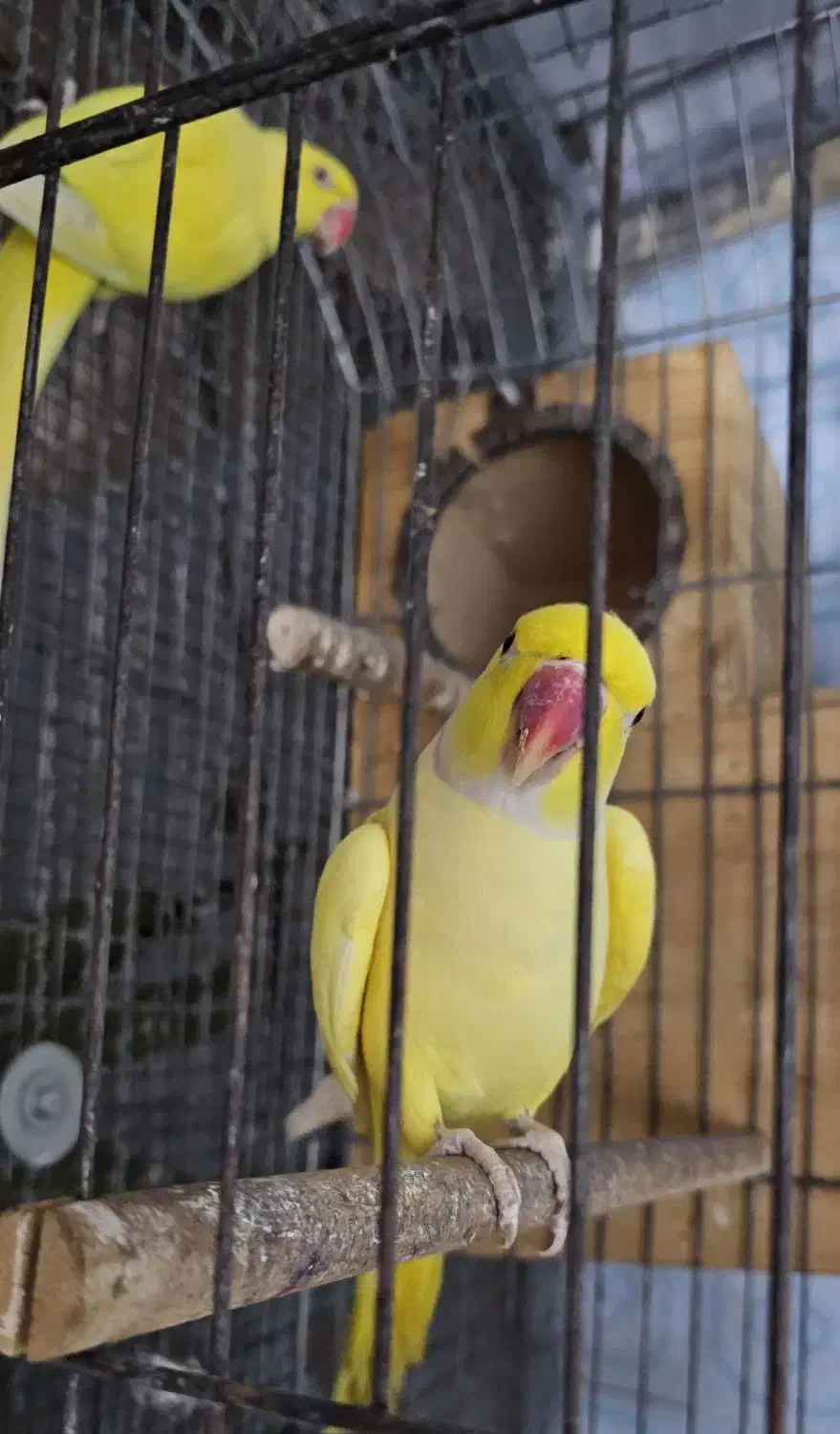 جفت طوطی ملنگو لوتینو مولد|پرنده|بندرعباس, |دیوار