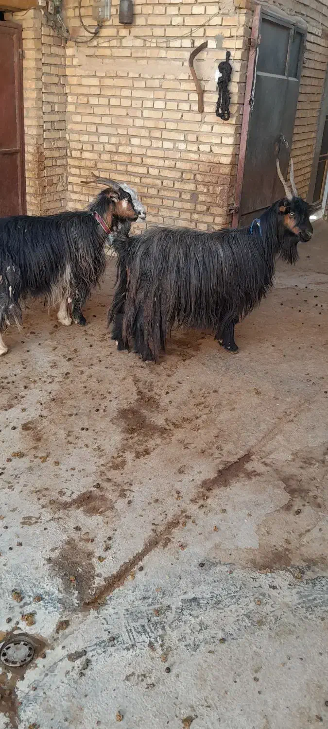 فروش بز گله داری.( بز میش بره بزغاله)|حیوانات مزرعه|اردل, |دیوار