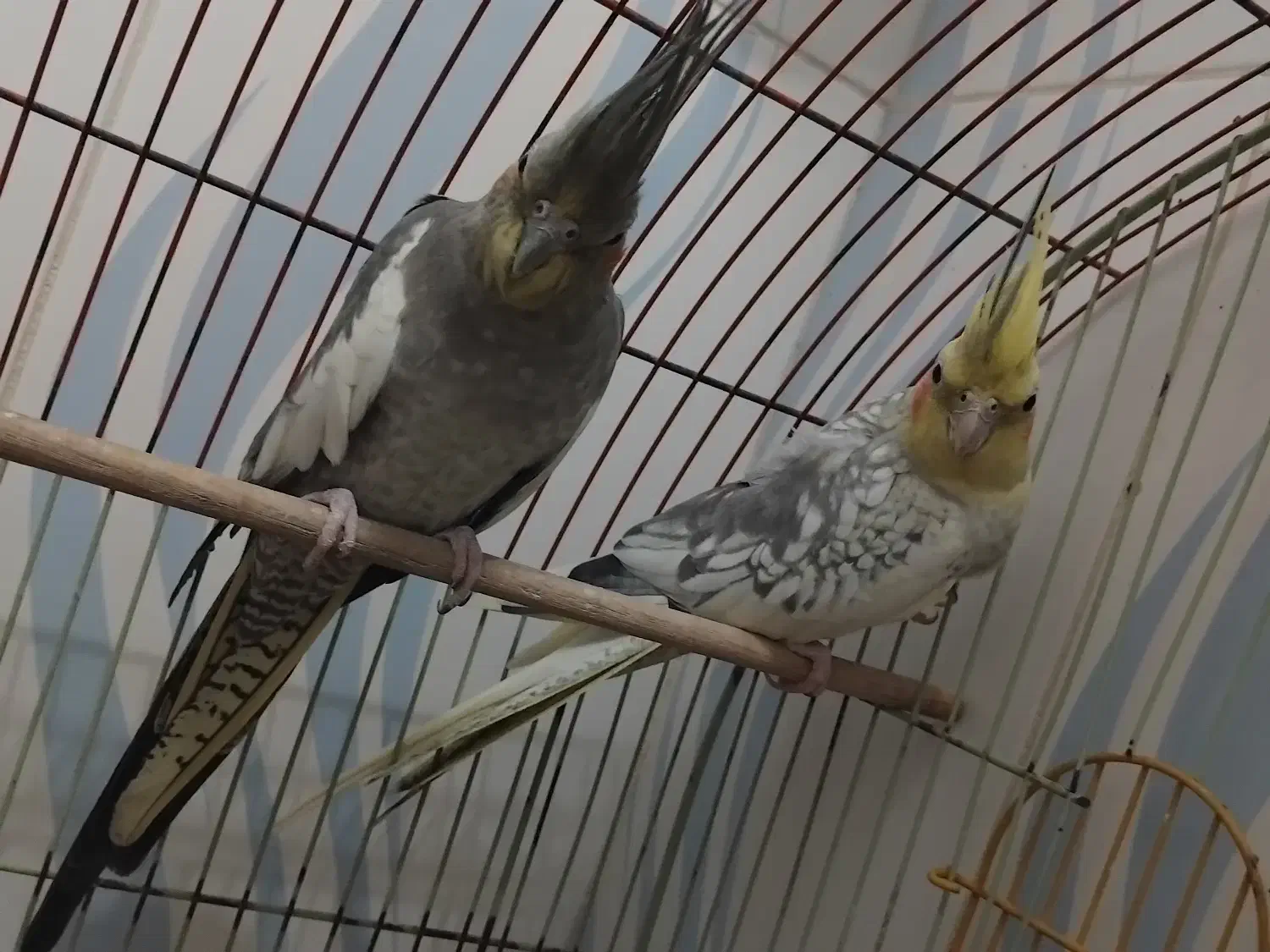 عروس هلندی|پرنده|سهند, |دیوار