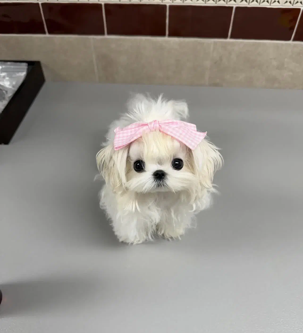 مالتیز سایز ریز|سگ|آستانه اشرفیه, |دیوار