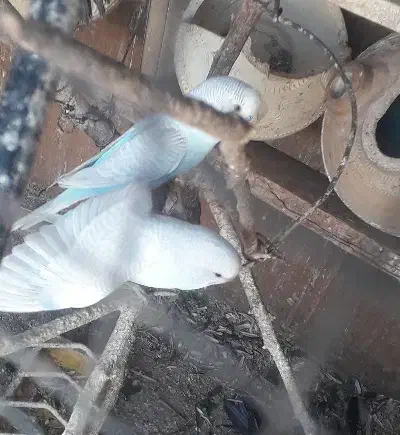 مرغ عشق فروشی|پرنده|بندرعباس, |دیوار