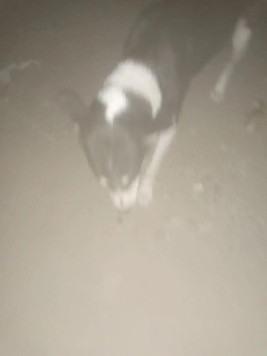 سگ ....|سگ|ایرانشهر, |دیوار